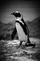 Black and white portrait of an African Penguin standing on a rock, with the blurred ocean in the background.