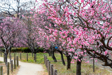 Naklejka premium Red flower plum blossoms in Urban Agricultural Park in Adachi city, Tokyo, Japan