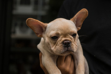Close up French Bulldog puppy. The dog hold by its owner's hand.