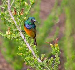 Orange breasted Sunbird  an erica bush.  Bird holding to evergreen, displaying full body, looking sideways.
