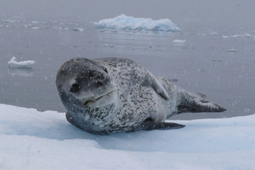 Fototapeta premium Seeleopard