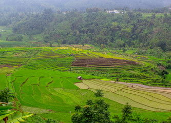 beautiful rice fields in Bali