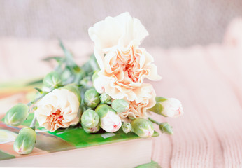 Soft focus of pink or light peach color carnation flowers. Copy space