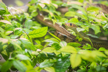 Cute Indochinese rat snake (Ptyas korros) is slithering on tree with green leaves background. Chinese ratsnake or Indo-Chinese rat snake, is a species of colubrid snake endemic to Southeast Asia.
