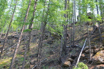 taiga, TRANS-Baikal territory