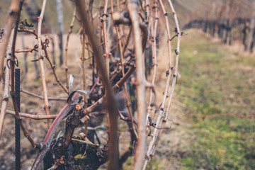 View over hibernal vineyards in Grinzing/Nussdorf in Vienna