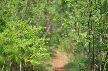 taiga, TRANS-Baikal territory