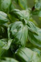  basil