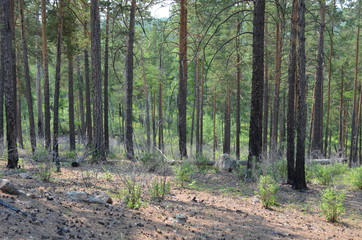 taiga, TRANS-Baikal territory