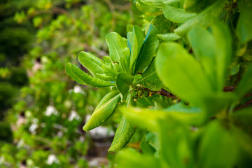 Green tropical leaves. Natural macro background