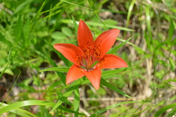 taiga, TRANS-Baikal territory