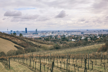 Fototapeta na wymiar View over hibernal vineyards in Grinzing/Nussdorf in Vienna