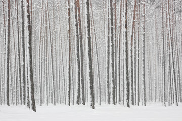 Trunks of trees in the winter forest covered with white snow.
