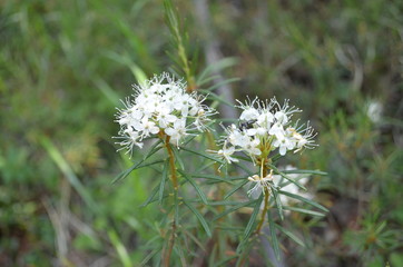 taiga, TRANS-Baikal territory