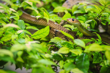 Cute Indochinese rat snake (Ptyas korros) is slithering on tree with green leaves background. Chinese ratsnake or Indo-Chinese rat snake, is a species of colubrid snake endemic to Southeast Asia.