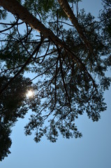 taiga, TRANS-Baikal territory
