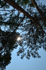 taiga, TRANS-Baikal territory