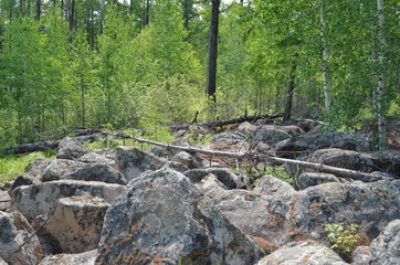 taiga, TRANS-Baikal territory