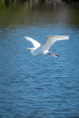 Fototapeta na wymiar Large bird flying low over water