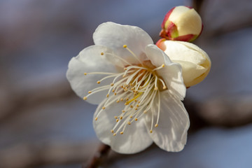 Fototapeta na wymiar White plum blossoms in Adachi city Urban Agricultural Park, Tokyo, Japan