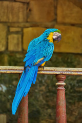 The Blue-and-gold Macaw