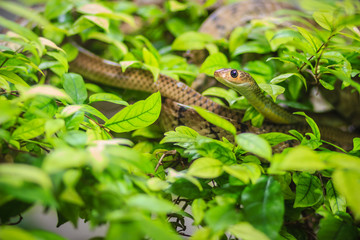 Naklejka premium Cute Indochinese rat snake (Ptyas korros) is slithering on tree with green leaves background. Chinese ratsnake or Indo-Chinese rat snake, is a species of colubrid snake endemic to Southeast Asia.