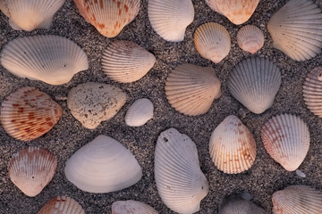 Seashells flat lay on beach
