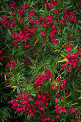 Fototapeta na wymiar Fuchsia Blüten