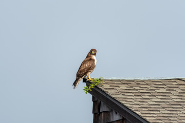 Redtailed Hawk With Branch 