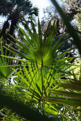 Afternoon sun on saw palmetto