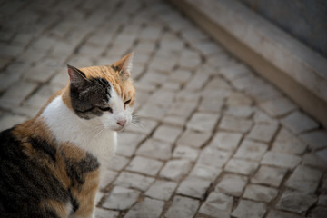 Orange black and white alley cat