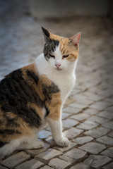 Orange black and white alley cat