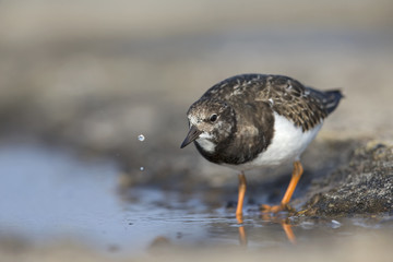  A ruddy turnstone (Arenaria interpres) drinking water from a small. With waterdrops falling from its beak.
