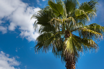 Green palm tree against a blue sky background