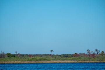 one tall palm in the distance in florida state park