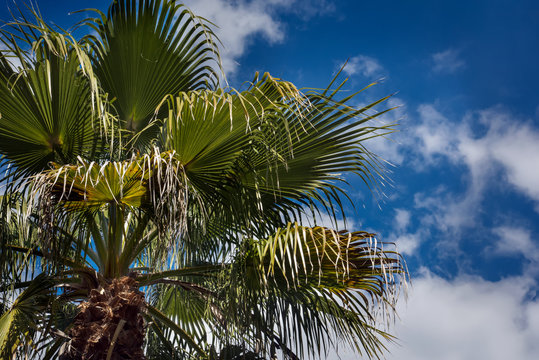 Green palm tree against a blue sky background