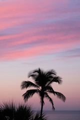 Palm tree at sunrise