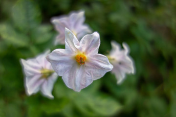 Fleurs de pommes de terre