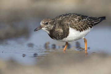  A ruddy turnstone (Arenaria interpres) drinking water from a small. With waterdrops falling from its beak.