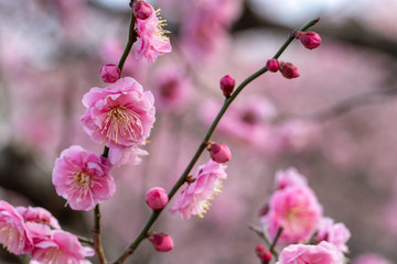 Fototapeta premium Red flower plum blossoms in Urban Agricultural Park in Adachi city, Tokyo, Japan