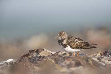 A ruddy turnstone (Arenaria interpres) walking and foraging in a sandstorm in the morning sun on the Island Heligoland
