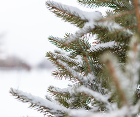 Christmas trees in the park. pine cones and white snowflakes. new Year. Christmas. Santa holidays. background.