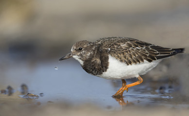  A ruddy turnstone (Arenaria interpres) drinking water from a small. With waterdrops falling from its beak.