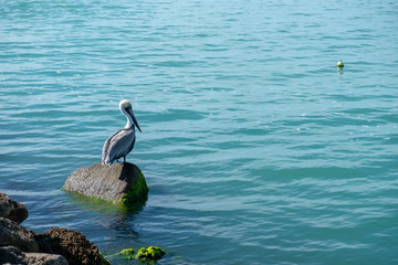 Pelican on rock
