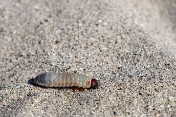 Grub worm in sand