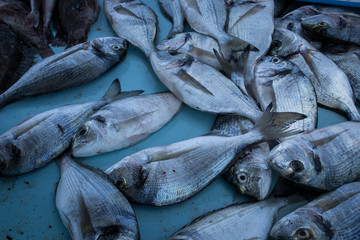 Fisch