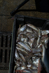 fisch