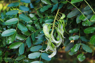 Tara spinosa tree