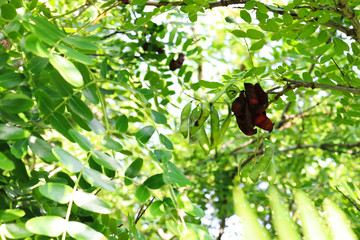 Tara tree with its pods