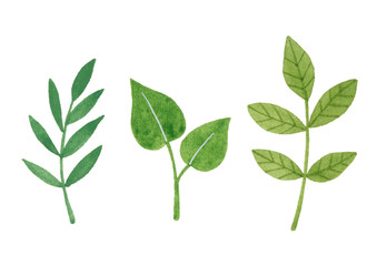 Green branch isolated on white background. Hand drawn watercolor illustration